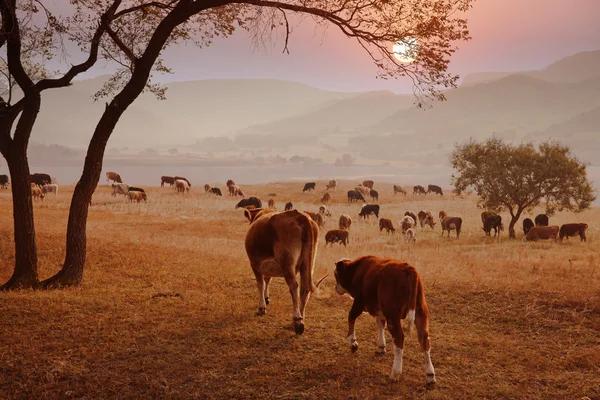 Осінній вечір і пасовища для худоби — стокове фото