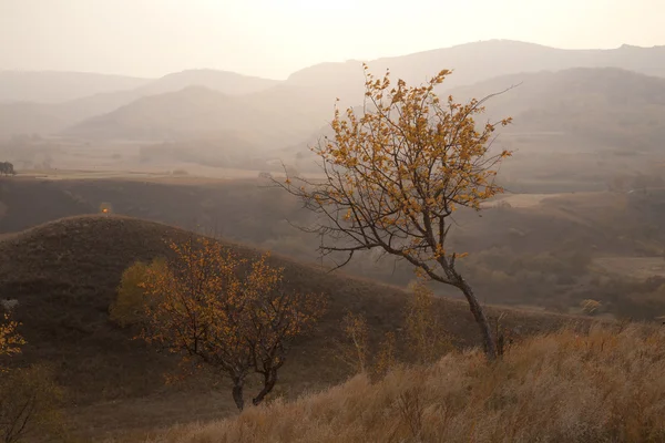 Árbol de otoño en la pradera — Foto de Stock