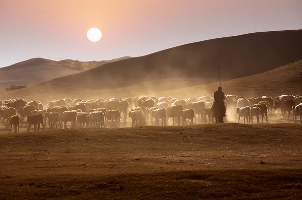 Autumn evening and cattle pastures — Stock Photo, Image