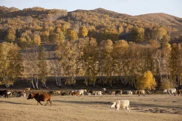 Autumn grass pastures, cattle — Stock Photo, Image