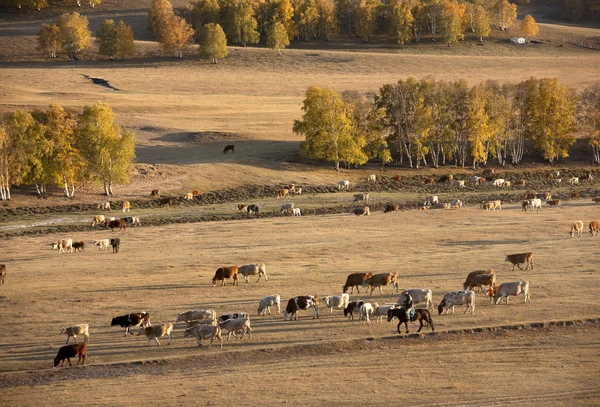 Pastagens de relva do Outono, gado — Fotografia de Stock