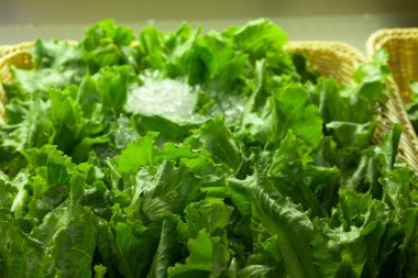 taze marul yakın çekim