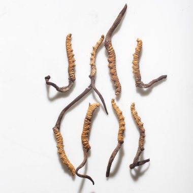 Cordyceps beyaz bir arka plan üzerinde
