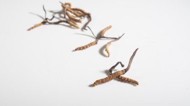 Cordyceps beyaz bir arka plan üzerinde