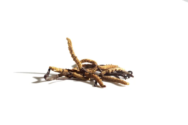 Cordyceps sobre fondo blanco — Foto de Stock