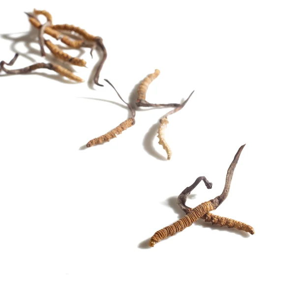 Cordyceps auf weißem Hintergrund — Stockfoto