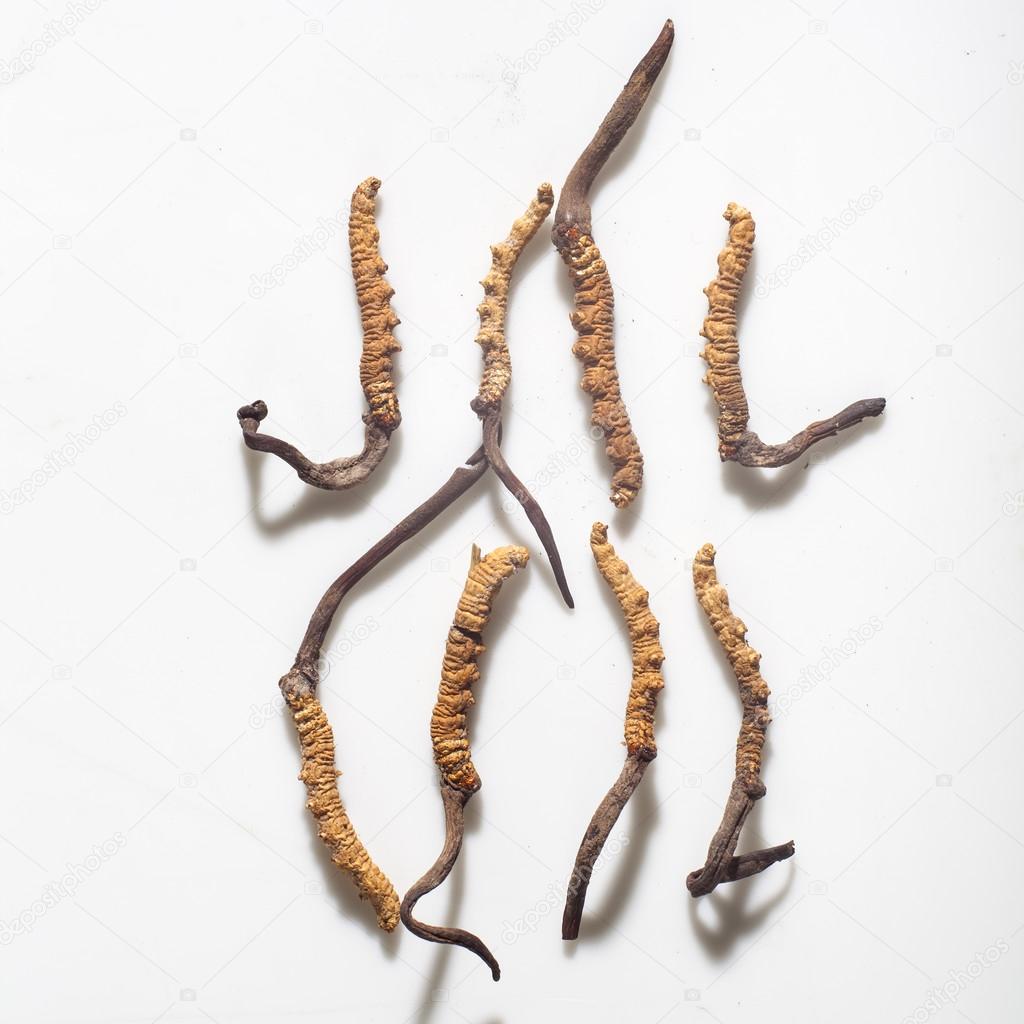 Cordyceps on a white background