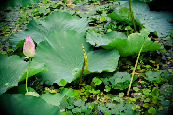 Florescer de lótus no verão — Fotografia de Stock