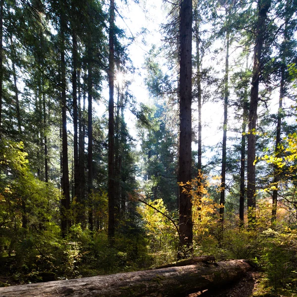 Drzewa leśne i mech — Zdjęcie stockowe