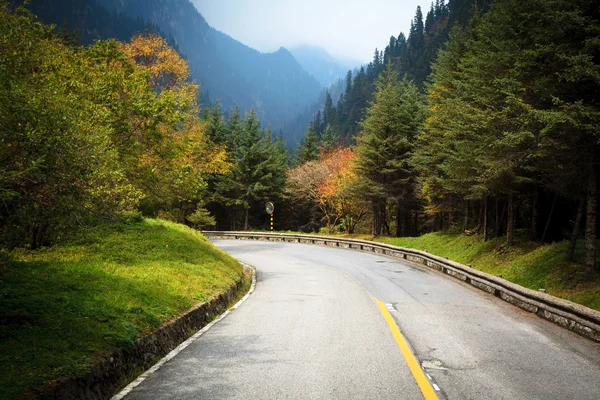 Forest road — Stock Photo, Image