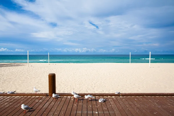 Avustralya gold coast beach — Stok fotoğraf