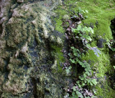 Yosun ve çimlerle kaplı bir yer.