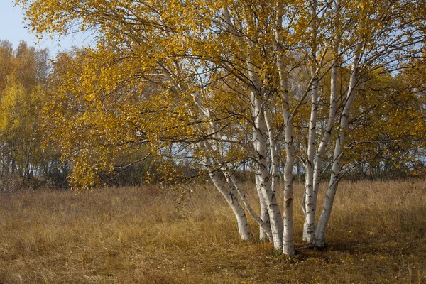 Abedul de otoño — Foto de Stock