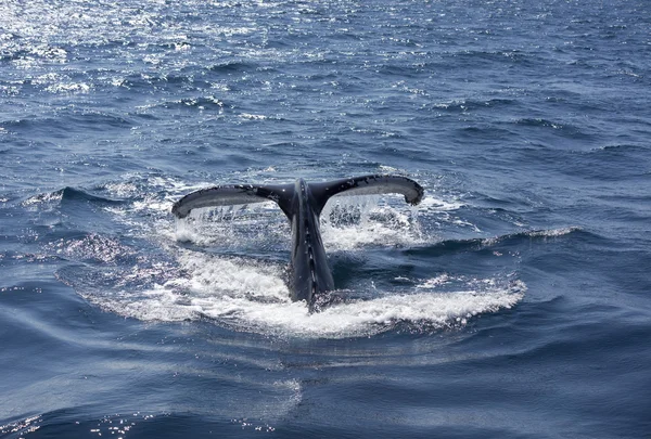 Cola de ballena — Foto de Stock