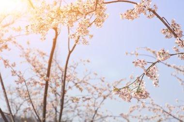 sabah tam bloom kiraz çiçekleri