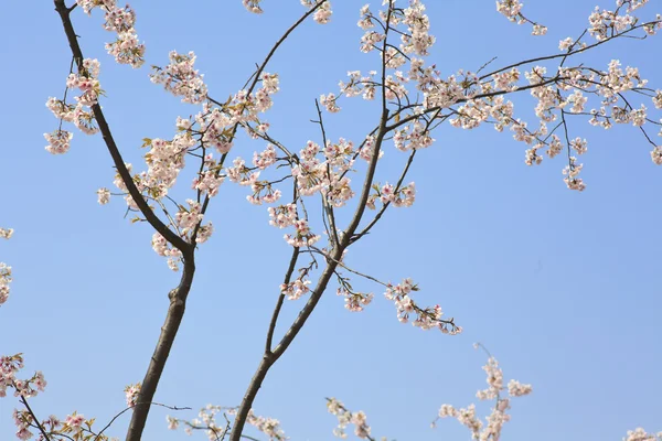 Cherry blossoms in full bloom in the morning — Stock Photo, Image