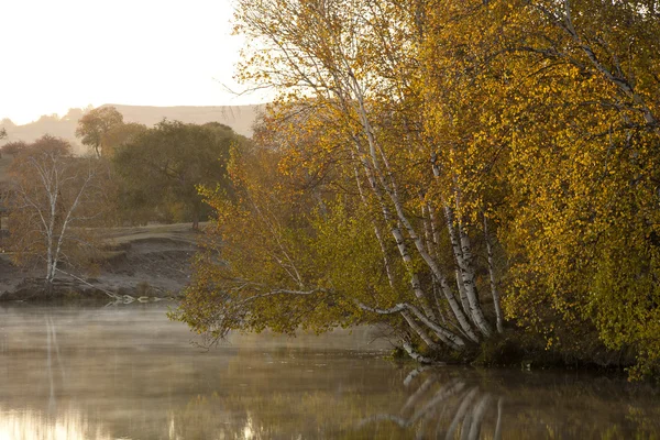 A manhã de outono, o bétula branco na água na pradaria — Fotografia de Stock