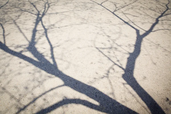 Bayangan pohon-pohon — Stok Foto