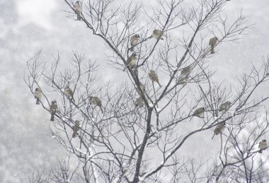 Kış öğleden sonra ağaç serçeler