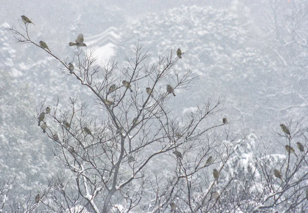 Tarde de inverno os pardais na árvore — Fotografia de Stock