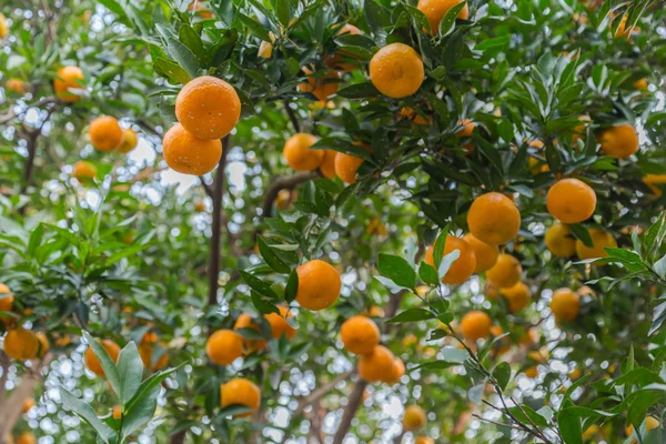 Ώριμη πορτοκαλεώνα. — Φωτογραφία Αρχείου