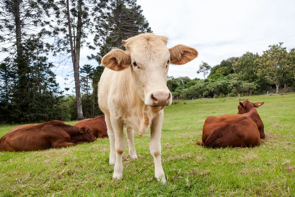 Rancho de gado de Queensland — Fotografia de Stock