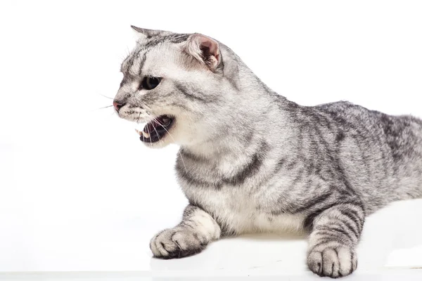 Gato sobre un fondo blanco —  Fotos de Stock