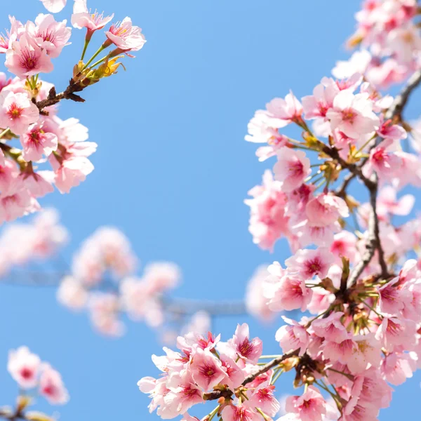 The cherry blossom — Stock Photo, Image