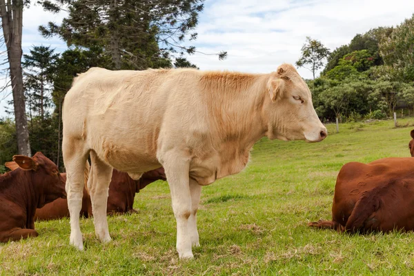 Rancho de gado de Queensland — Fotografia de Stock