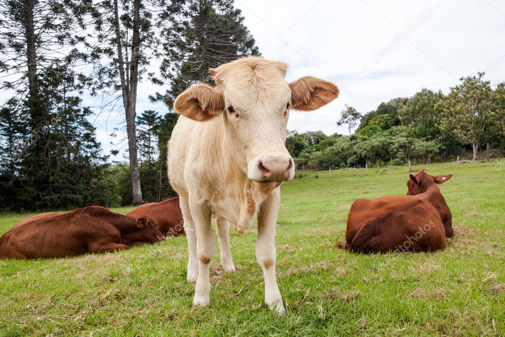 Queensland cattle ranch