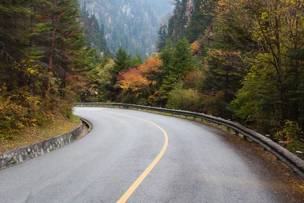 Forest road — Stock Photo, Image