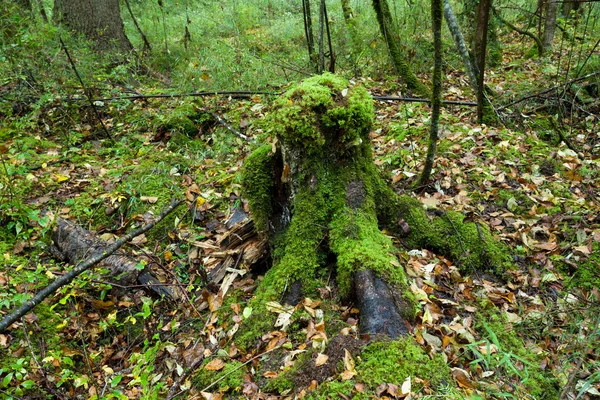 Tropical forests, moss on tree roots — Stock Photo, Image