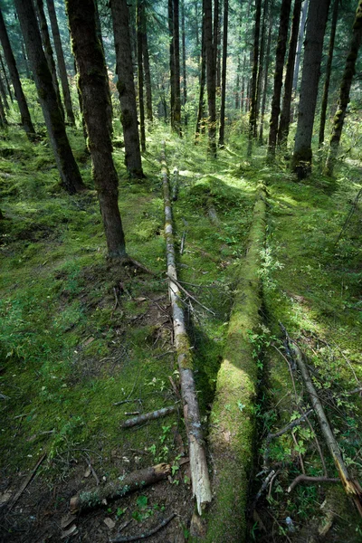 Lasy tropikalne, mech na korzenie drzew — Zdjęcie stockowe