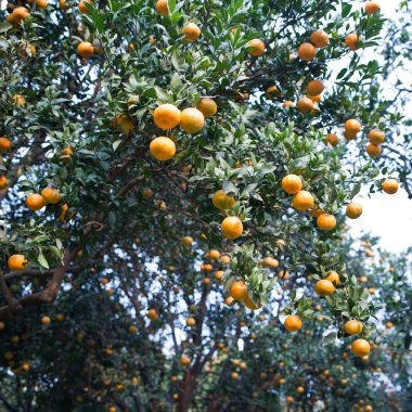 Olgun portakal bahçesi