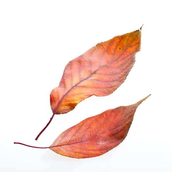 Leaves on a white background — Stock Photo, Image