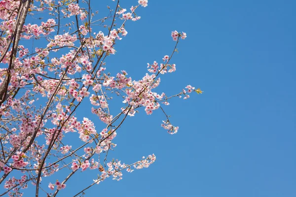 Japanese cherry — Stock Photo, Image