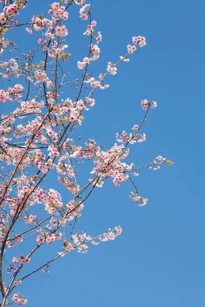 Japanese cherry — Stock Photo, Image