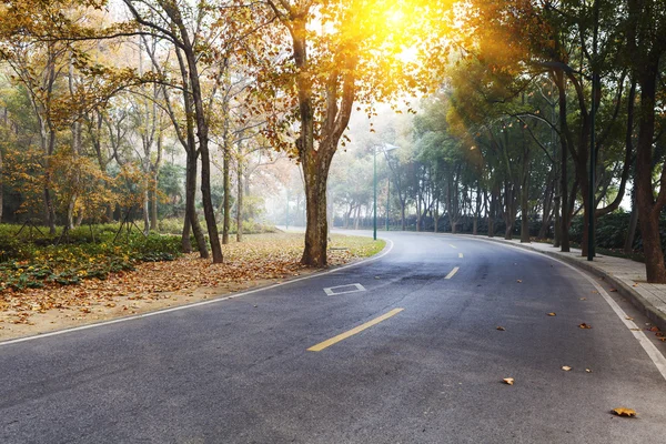 Forêt route asphaltée — Photo