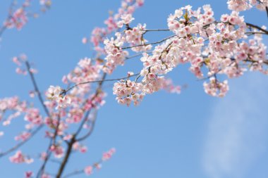 Pembe kiraz çiçekleri