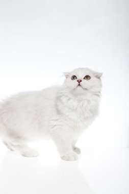 Beyaz arka plandaki kedi 