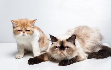 Beyaz arka plandaki kedi 