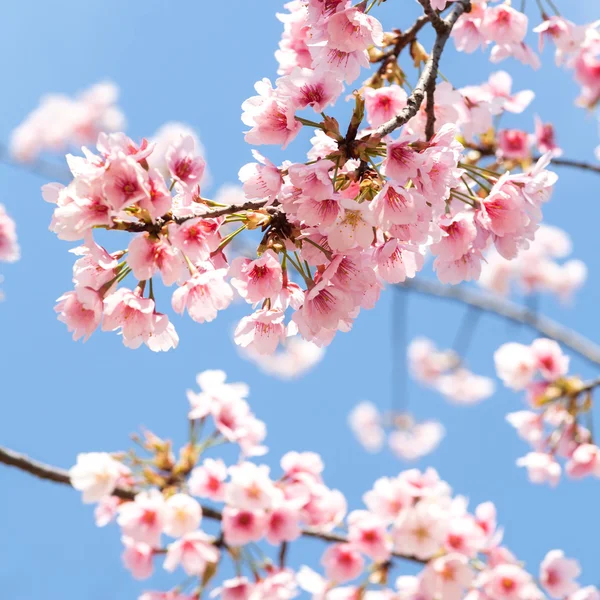 The Pink Cherry Blossoms — Stock Photo, Image