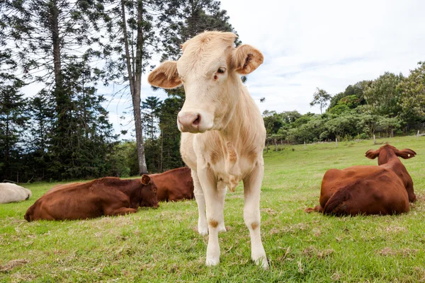 Rancho de gado de Queensland — Fotografia de Stock