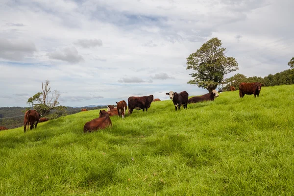 Rancho de gado de Queensland — Fotografia de Stock