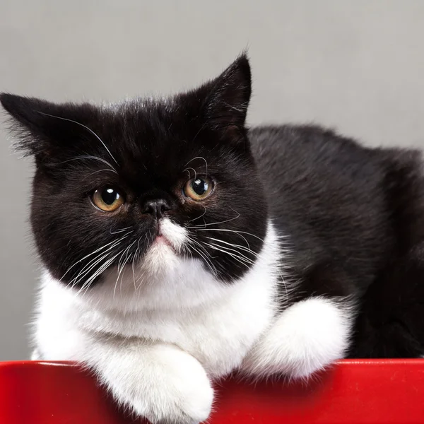 Gato sobre un fondo blanco —  Fotos de Stock