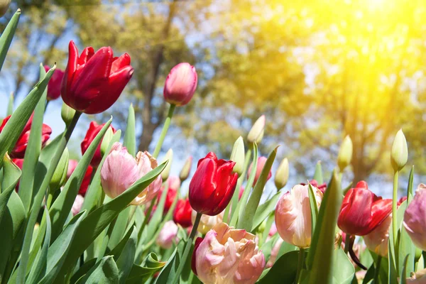 Tulips bloom in the garden — Stock Photo, Image