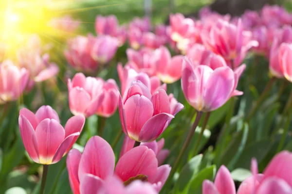 Tulips bloom in the garden — Stock Photo, Image