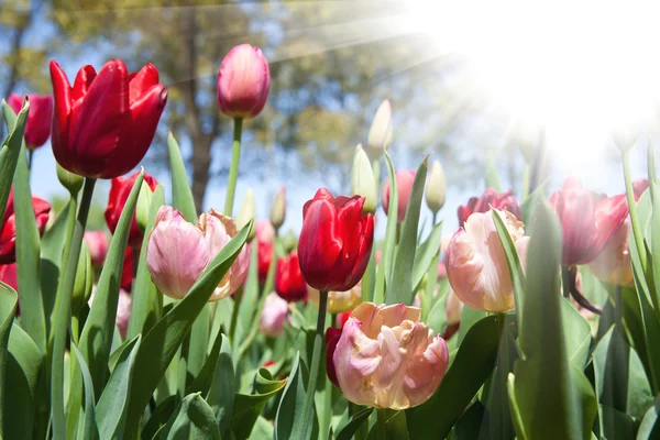 Tulips bloom in the garden — Stock Photo, Image