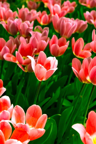 Тюльпани цвітуть в саду — стокове фото