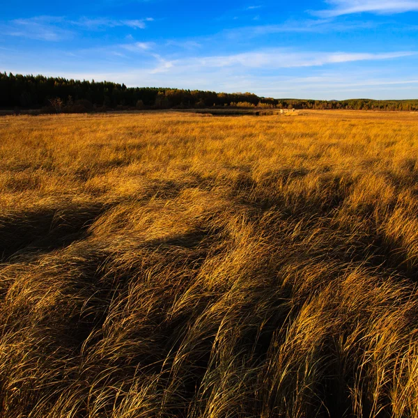 Paysage de prairie d'automne — Photo